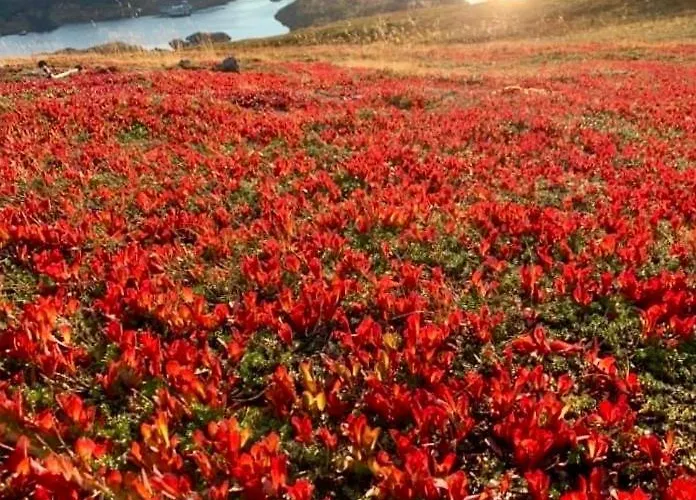 Lofoten And Vesteralen Kveldro *